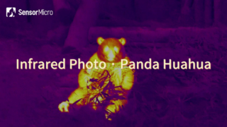 Ảnh hồng ngoại của Panda Huahua được chụp bằng lõi camera hồng ngoại SensorMicro