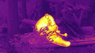 Gấu trúc ăn tre #ThermaImage #InfraredPanda #Episode1