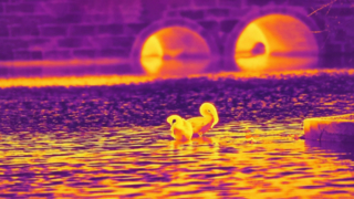 Thiên nga hồng ngoại - Chụp bằng Mô-đun máy ảnh hồng ngoại 640x512/12µm #shorts #infrared #thermalimaging